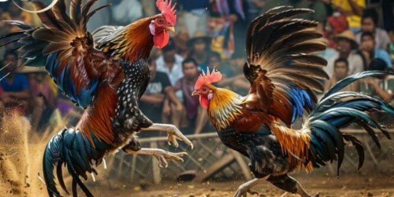 SV368 mang đến trải nghiệm đá gà siêu chân thực